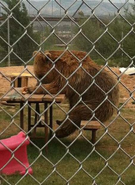 Close Beartanamo Now! A grizzly scene, but at least there's no forced feeding.