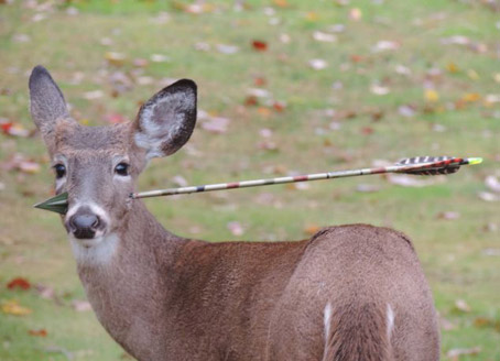 After Latest Deer Attack Daryl Wanted for Questioning, And Steve Martin is suing for plagiarism