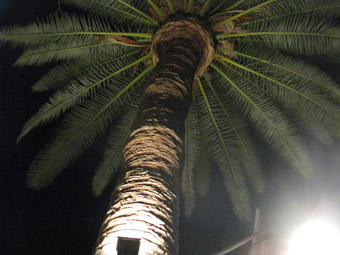 giant palm