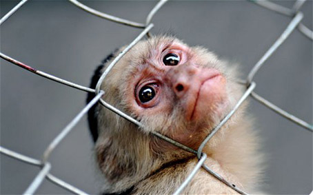 Ethics committee questions the Forcing a Monkey's Head Through a Chain Link Fence study