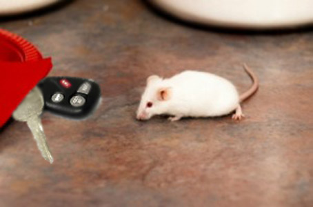 New Alzheimer’ Research Helps Mice Find where they Left their Car Keys, The implications are profound, or at least that’s what we keep telling our funders.