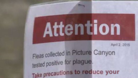 Plague Outbreak Slows Down Discord Production