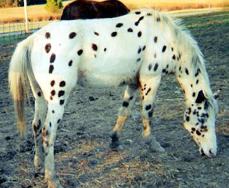 On Eve of Nation's Destruction GOP Makes Final Demands, "We want a pony with white spots! We said WHITE spots!!!" — John Q. Republican